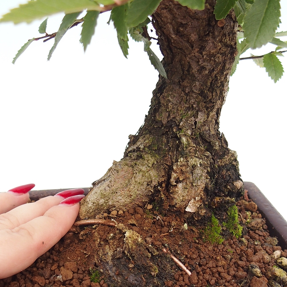 Bonsai da esterno - Zelkova - Zelkova NIRE