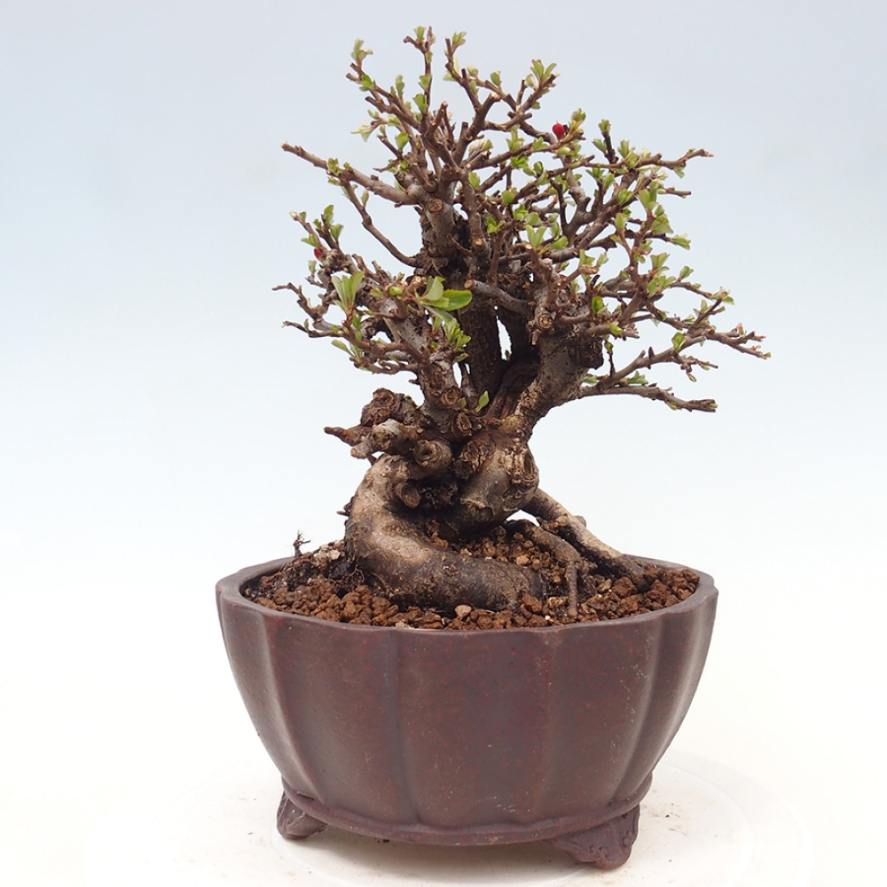 Bonsai da esterno - Chaneomeles speciosa - Cotogno