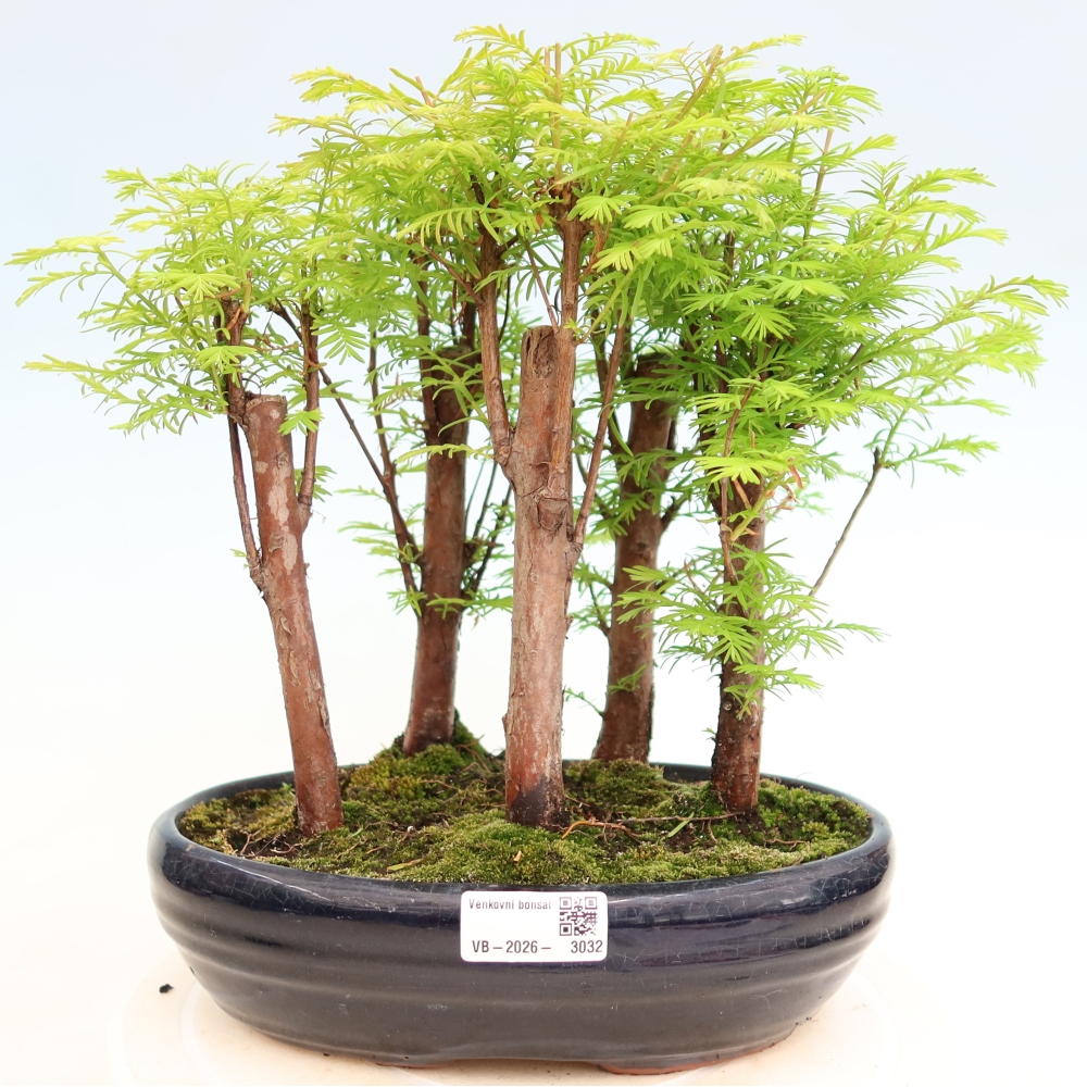 Bonsai da esterno - Metasequoia glyptostroboides - Metasequoia cinese - boschetto