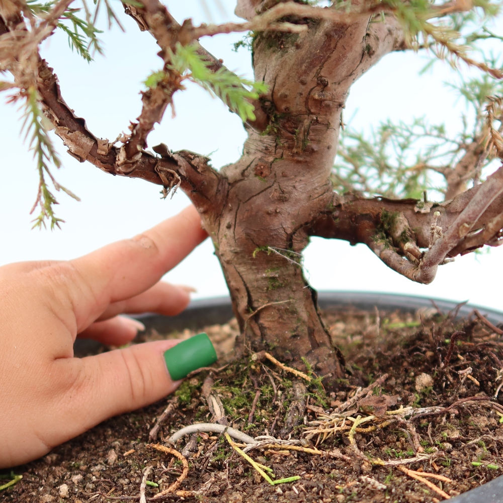 Bonsai da esterno - Juniperus chinensis Itoigawa-Juniperus chinensis
