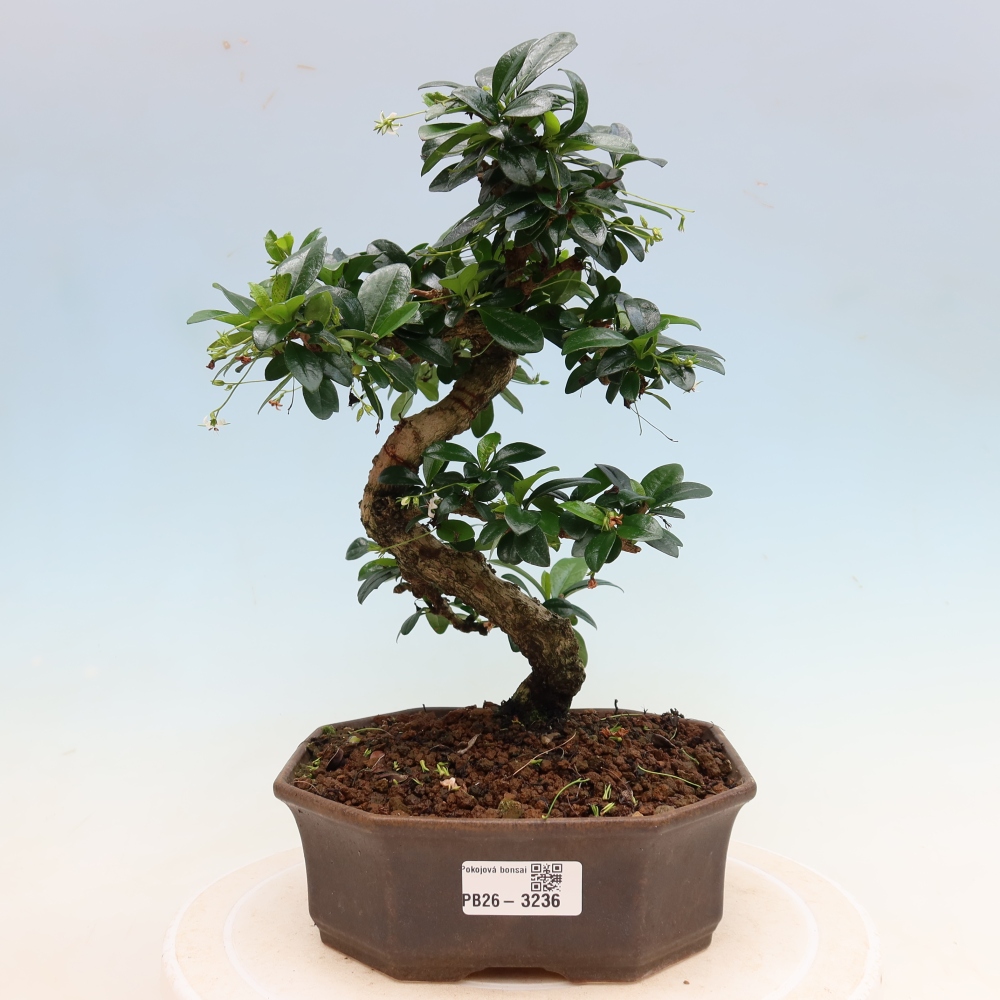 Camera bonsai - Carmona macrophylla - Tea fuki