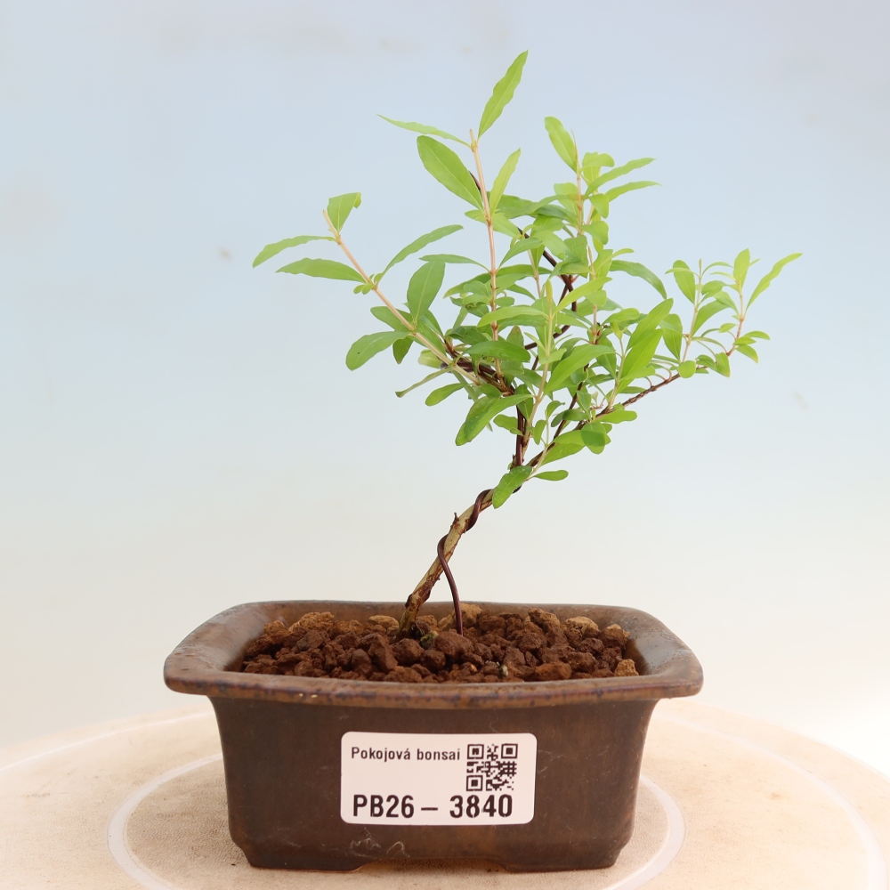 Camera bonsai-PUNICA granatum nana-Mela granata