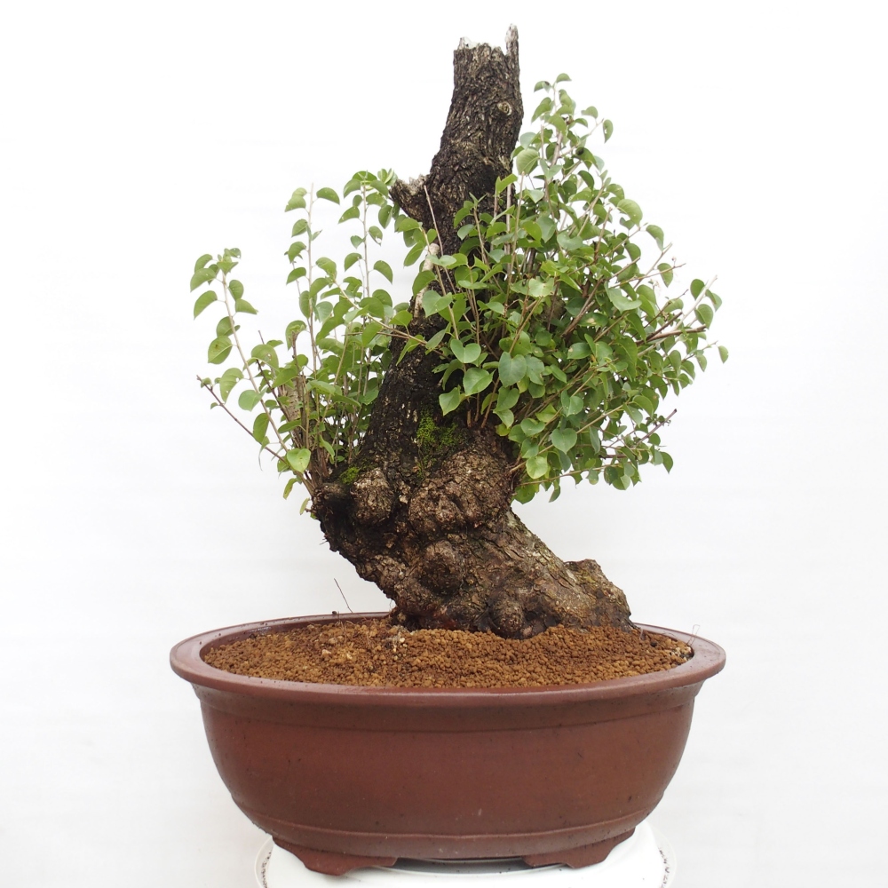 Bonsai da esterno - Mahalebka - Prunus mahaleb