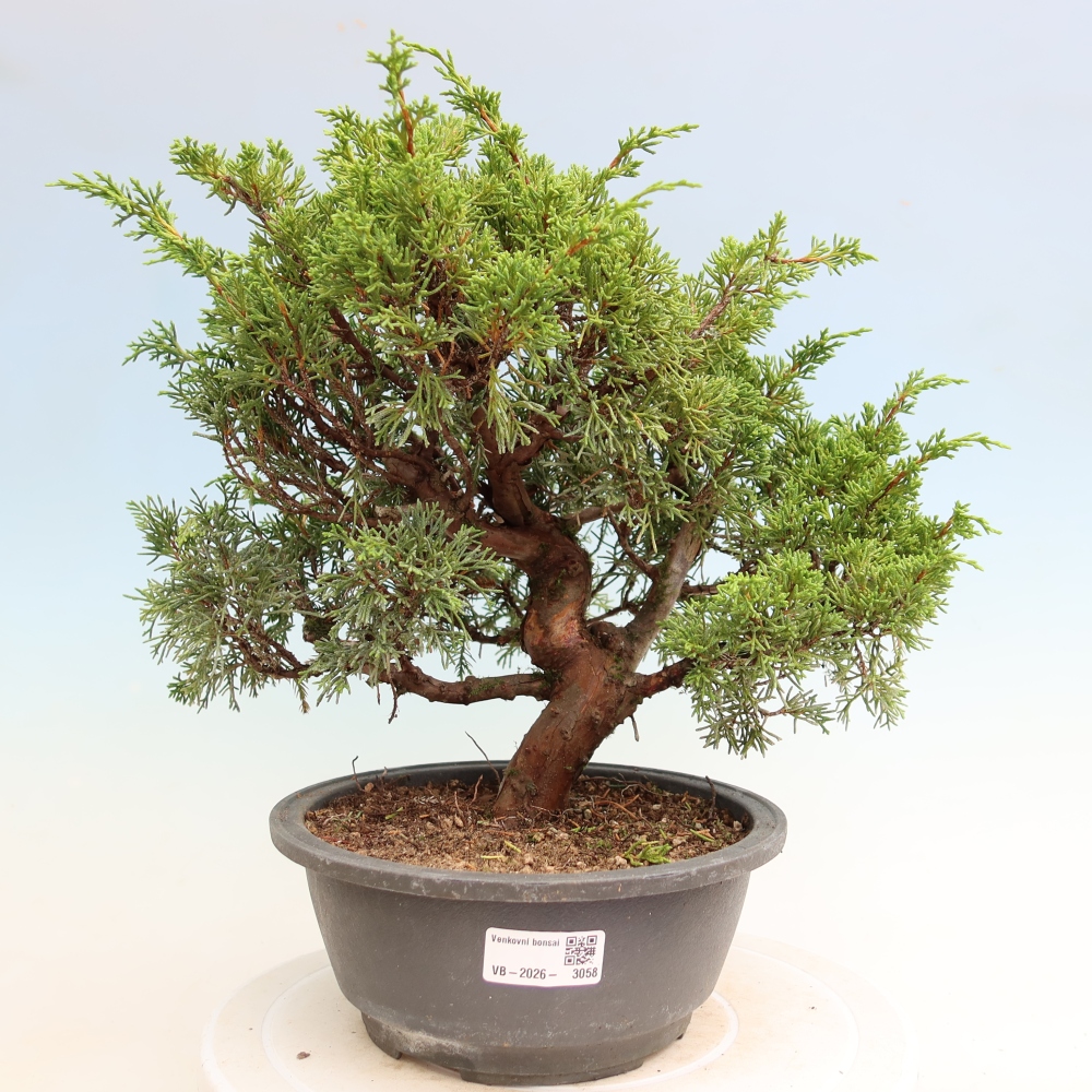 Bonsai da esterno - Juniperus chinensis Itoigawa-Juniperus chinensis