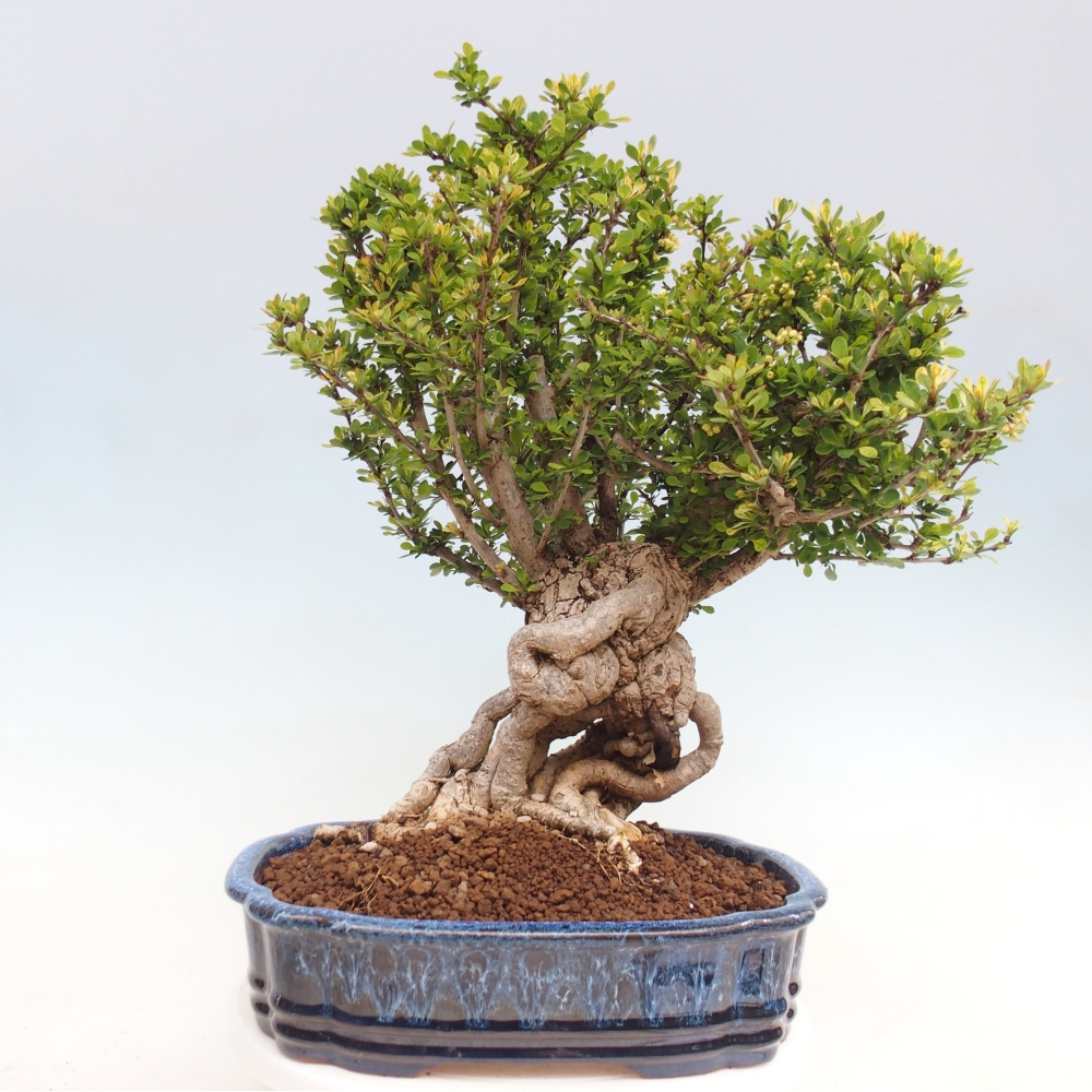 Bonsai da esterno - Berberis coreana