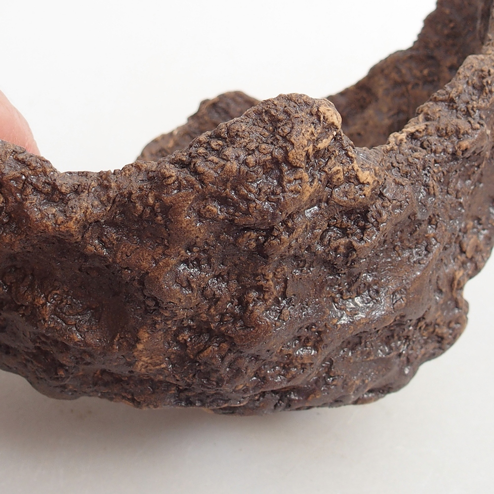 Conchiglia in ceramica 13 x 11 x 11 cm , colore marrone