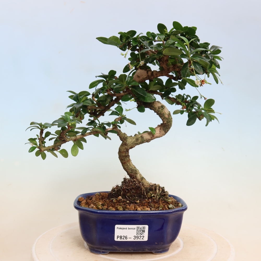 Camera bonsai - Carmona macrophylla - Tea fuki