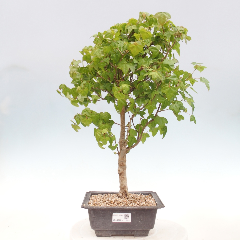Bonsai da esterno - Acer Buergerianum - Acero di Burger