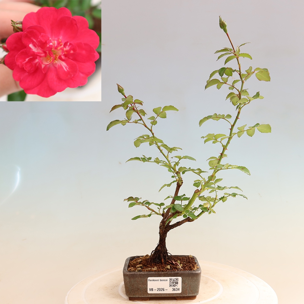 Bonsai da esterno - Rosa Kordes - rosa