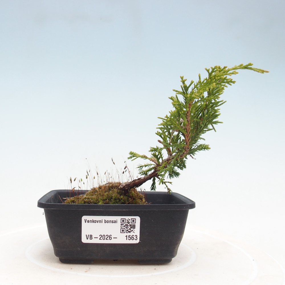 Bonsai da esterno - Juniperus chinensis Itoigawa