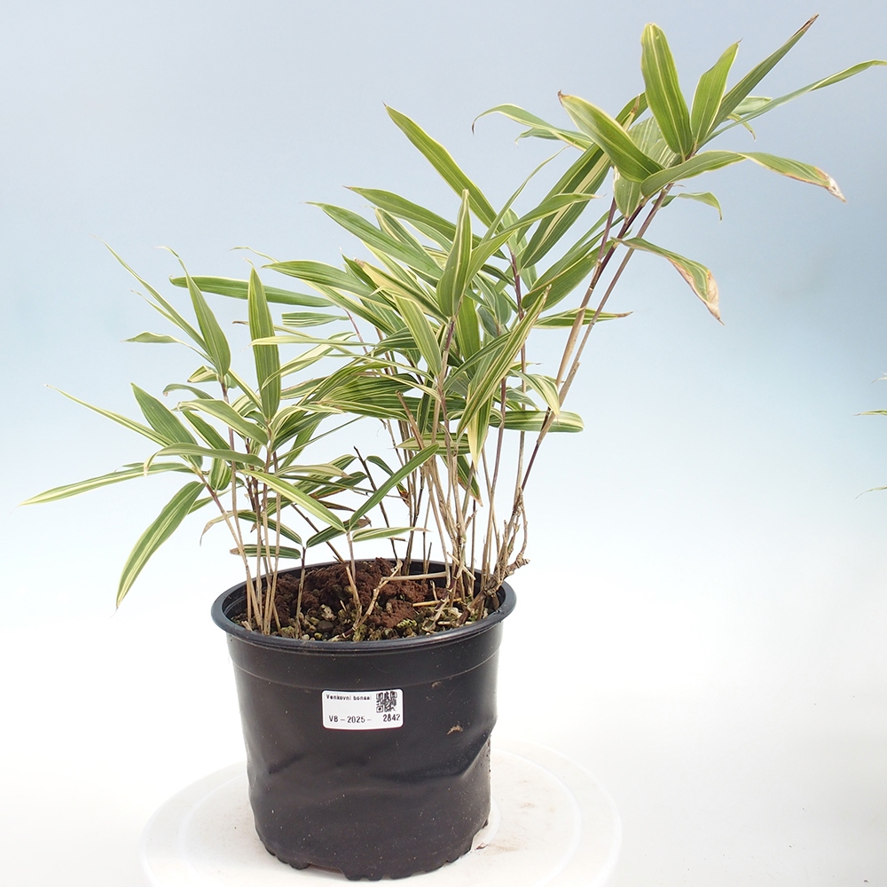 Bonsai da esterno - Sasaella masamuneana Albostriata - Bambù