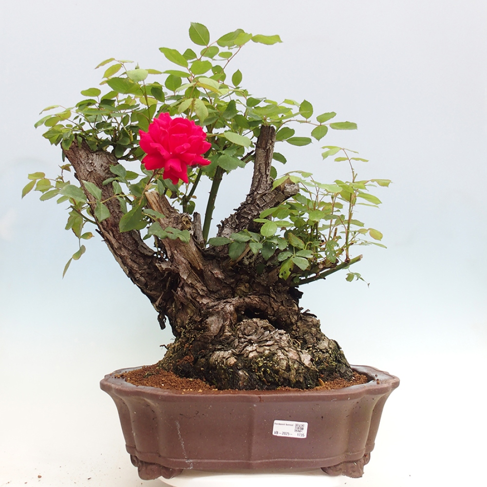 Bonsai da esterno - Rosa Kordes - rosa