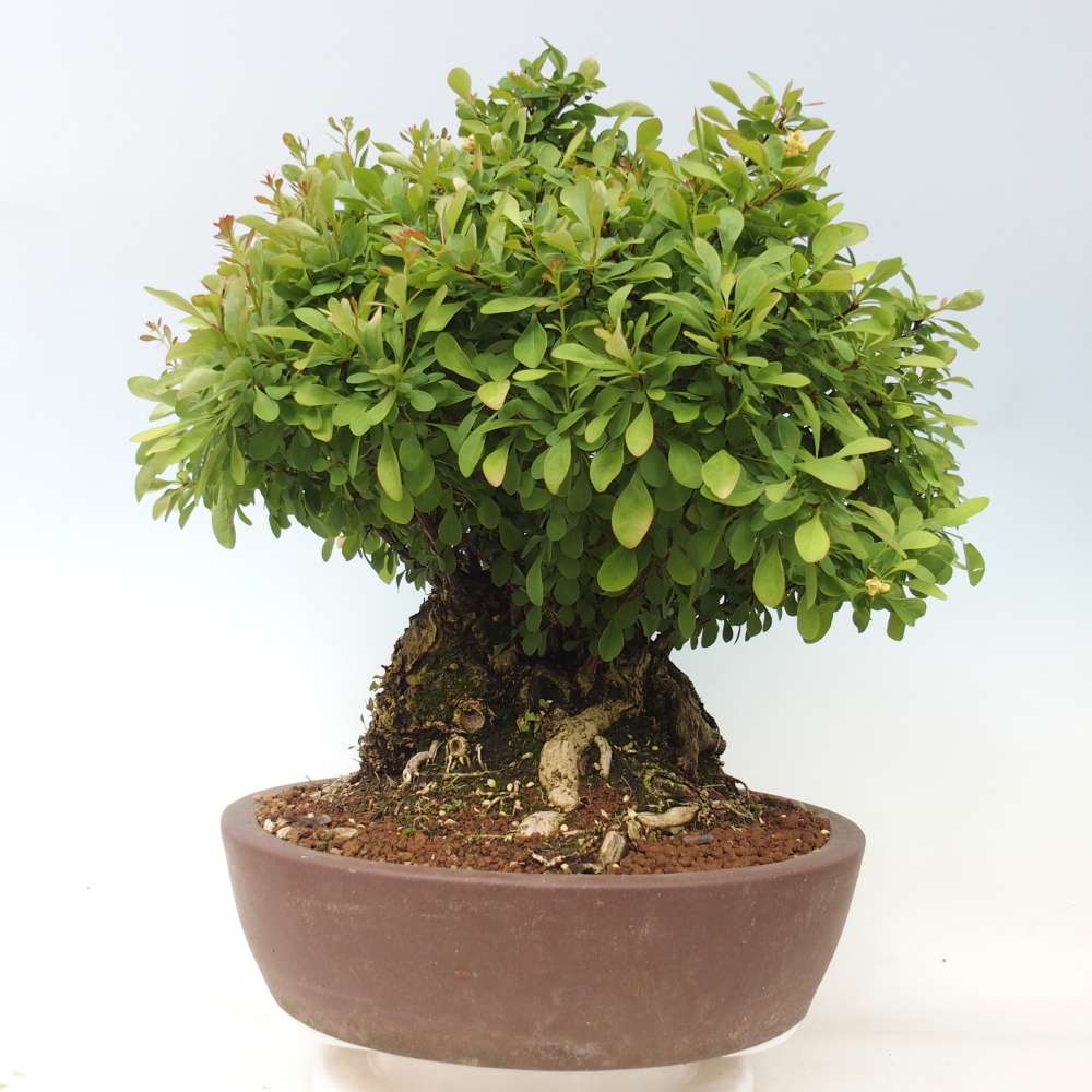 Bonsai da esterno - Crespino - Berberis thunbergii atropurpurea