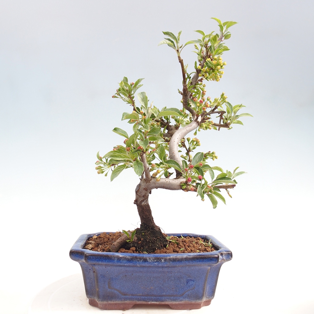 Bonsai da esterno - Malus sargentii - Melo a frutto piccolo