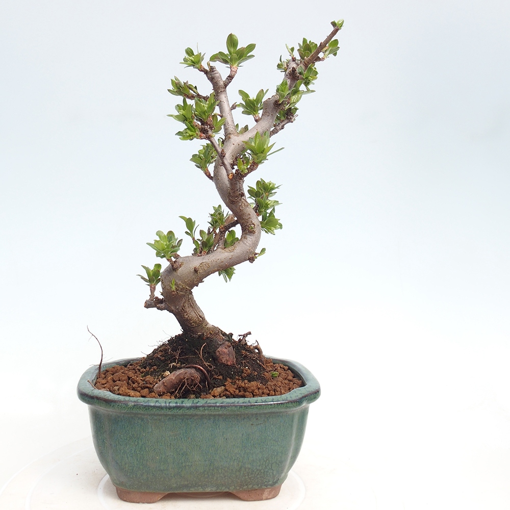 Bonsai da esterno - Malus sargentii - Melo a frutto piccolo