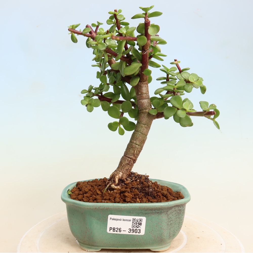 Camera bonsai - Portulakaria Afra - Tlustice