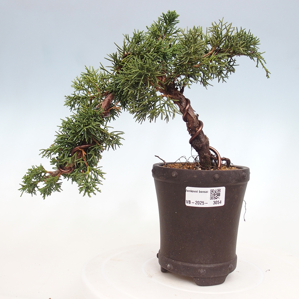 Bonsai da esterno - Juniperus chinensis Kishu