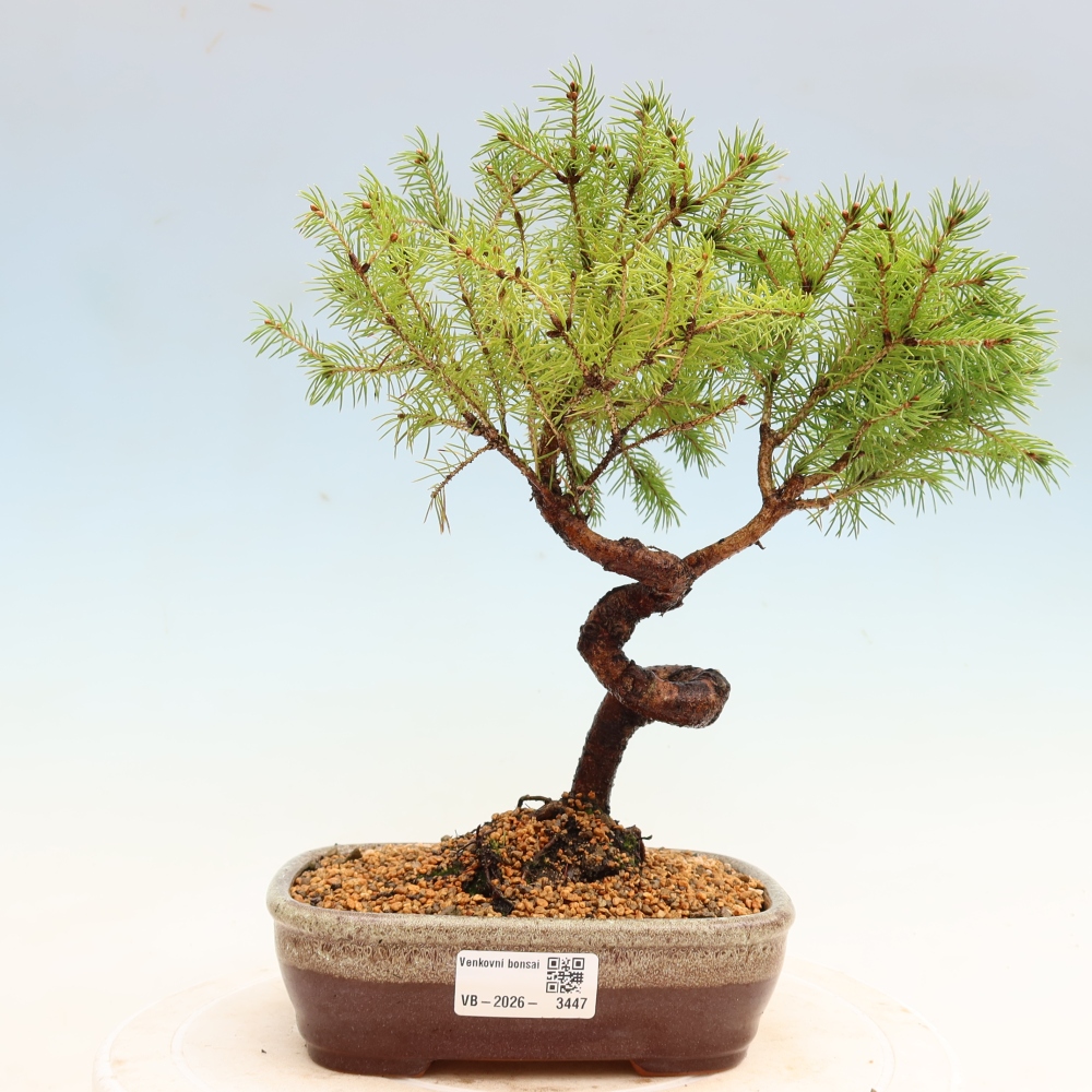 Bonsai da esterno - Abete grigio - Picea glauca globe