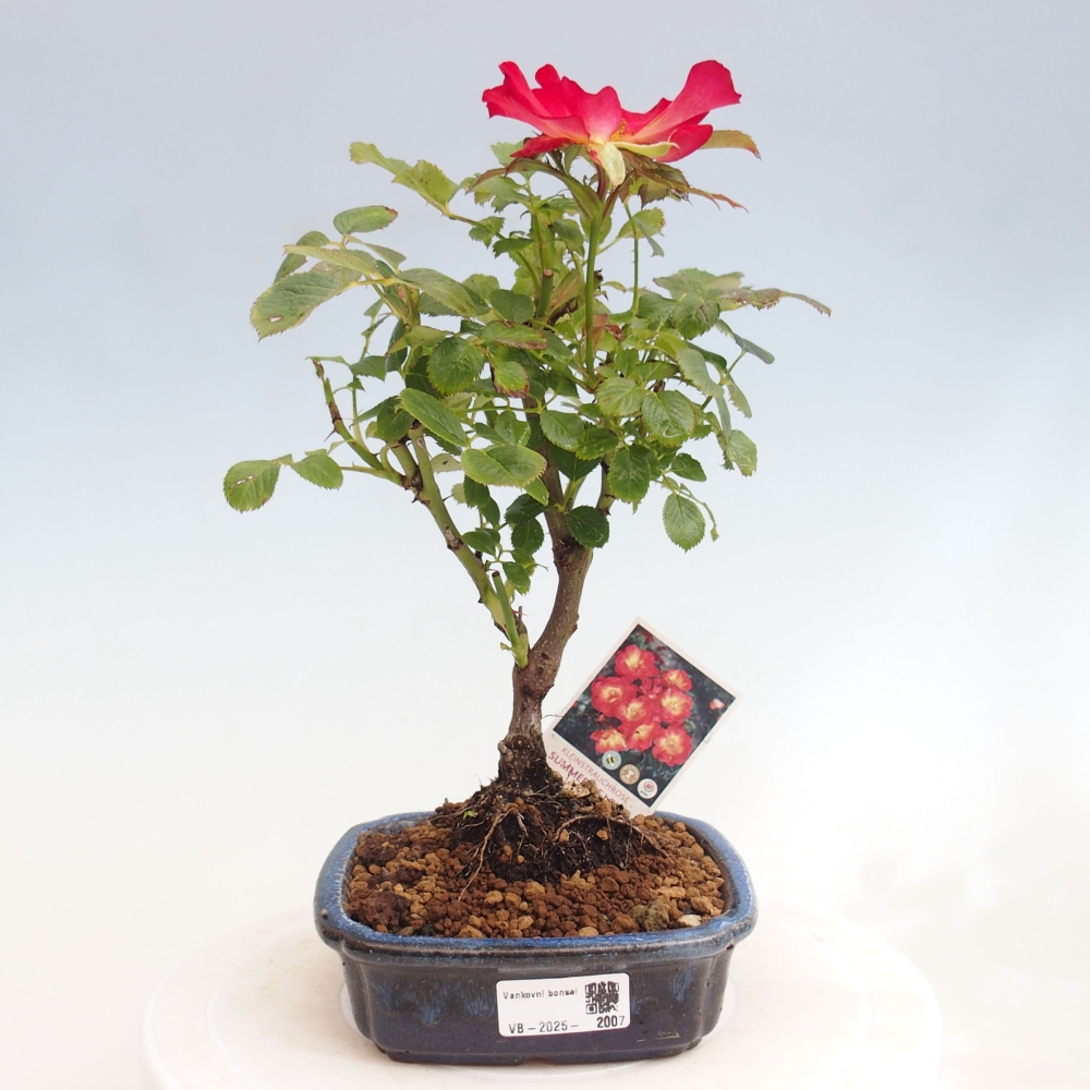 Bonsai da esterno - Rosa Kordes - rosa