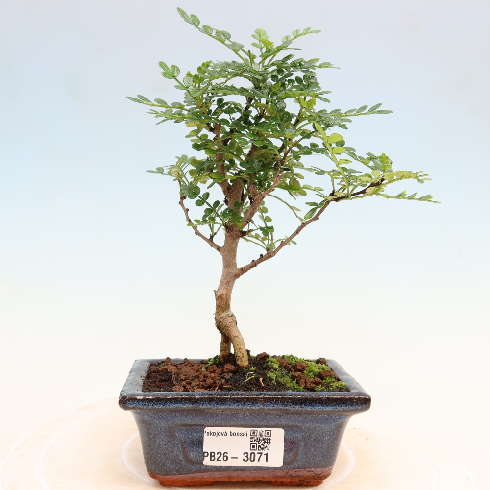 Camera bonsai - Zantoxylum piperitum - albero del pepe