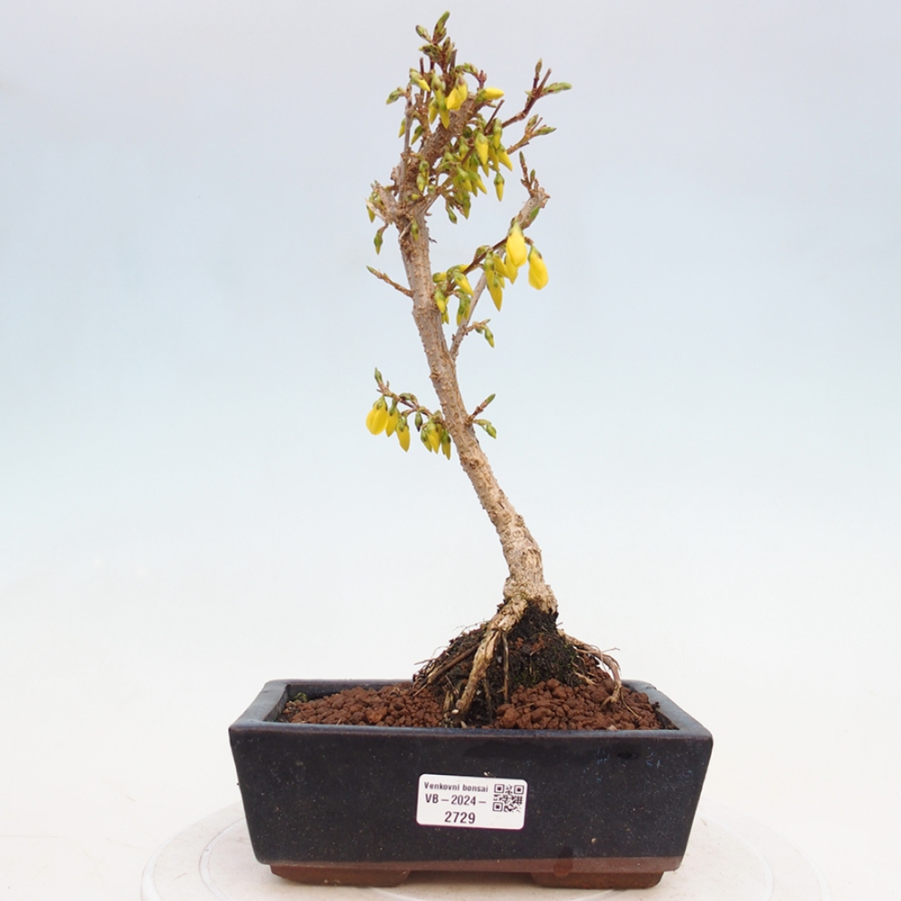 Bonsai da esterno - Zlatice - Forsythia intermedia
