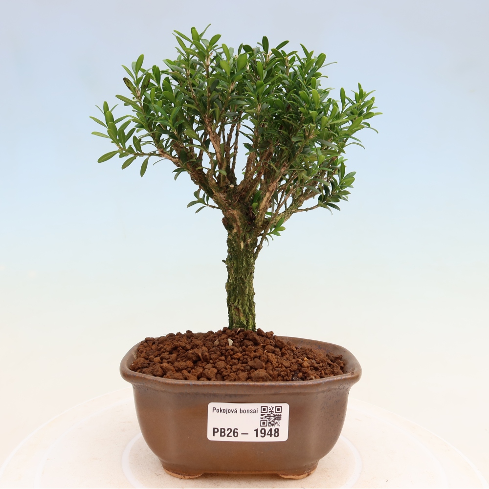 Camera bonsai - Buxus harlandii - buxus da sughero
