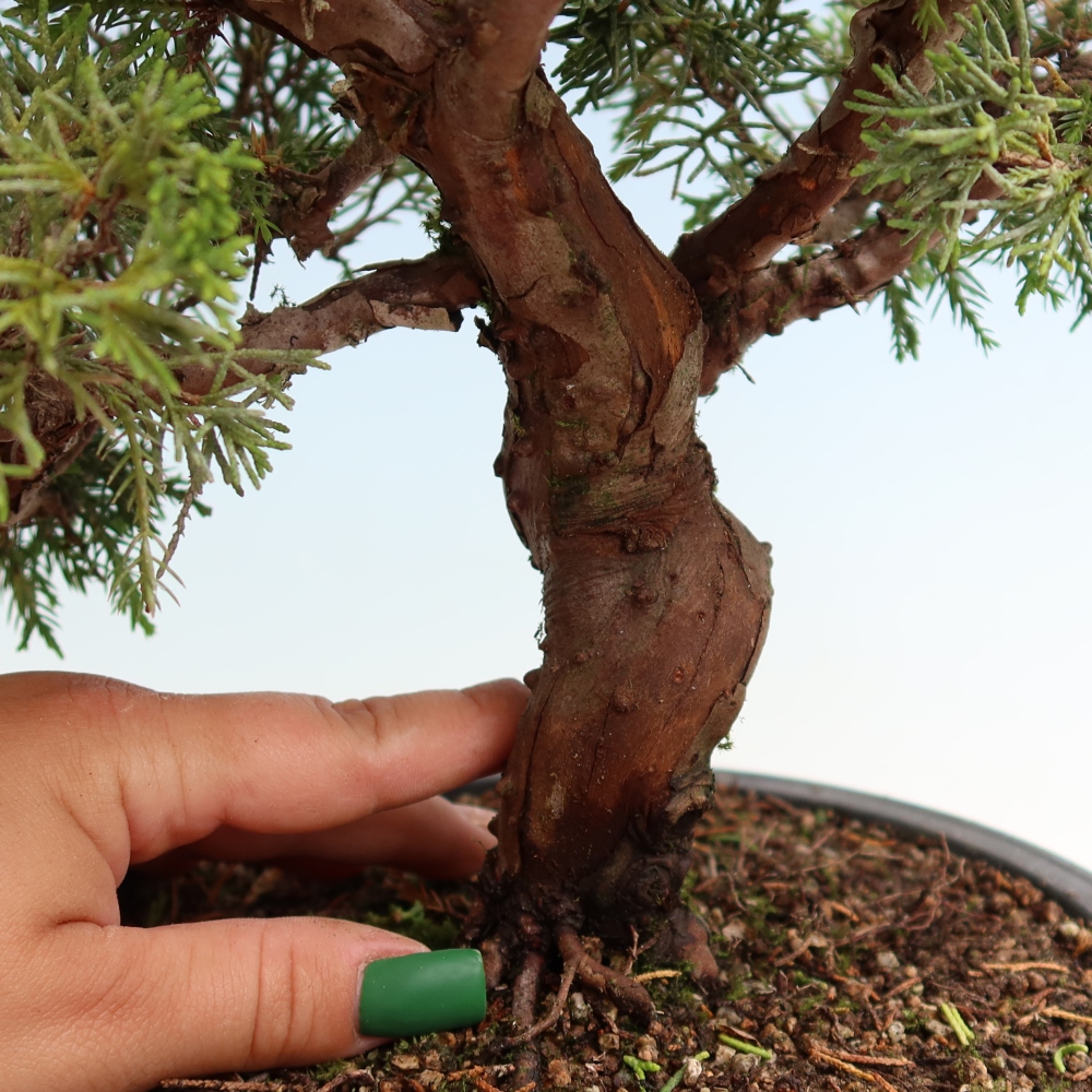Bonsai da esterno - Juniperus chinensis Itoigawa-Juniperus chinensis