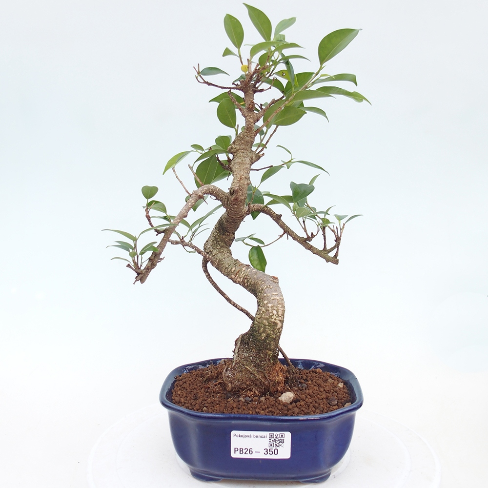 Camera bonsai - Ficus retusa - ficus a foglie piccole