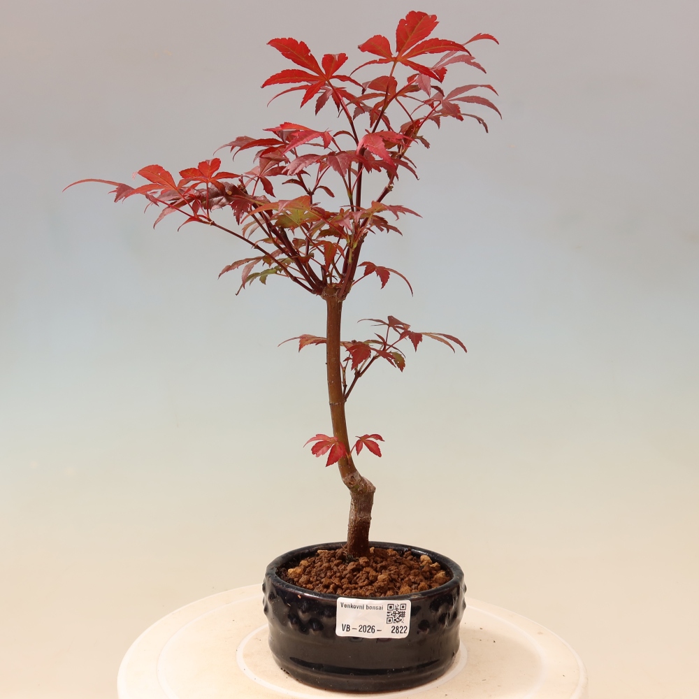 Bonsai da esterno - Palma Acer. Atropurpureum-Javor palmate
