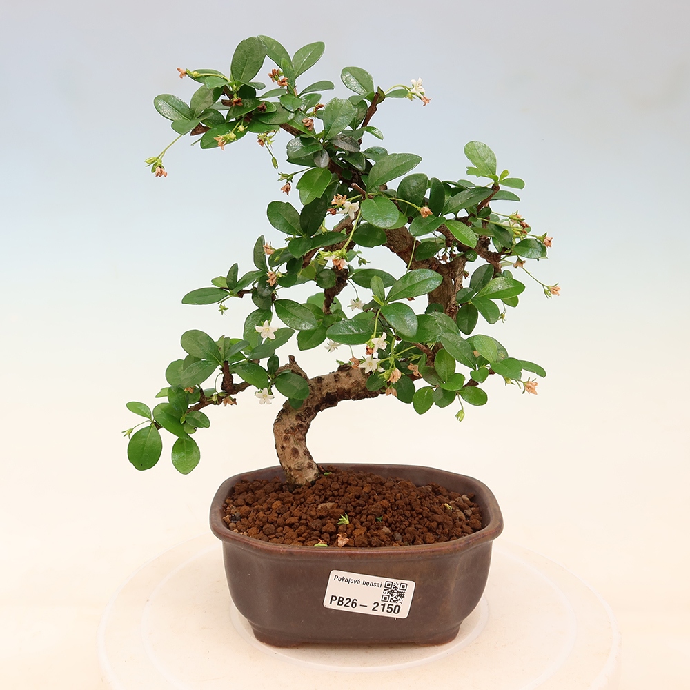 Camera bonsai - Carmona macrophylla - Tea fuki