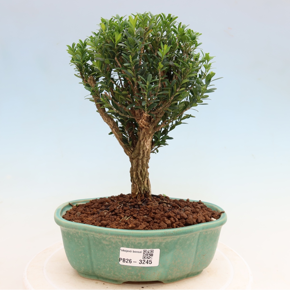 Camera bonsai - Buxus harlandii - buxus da sughero
