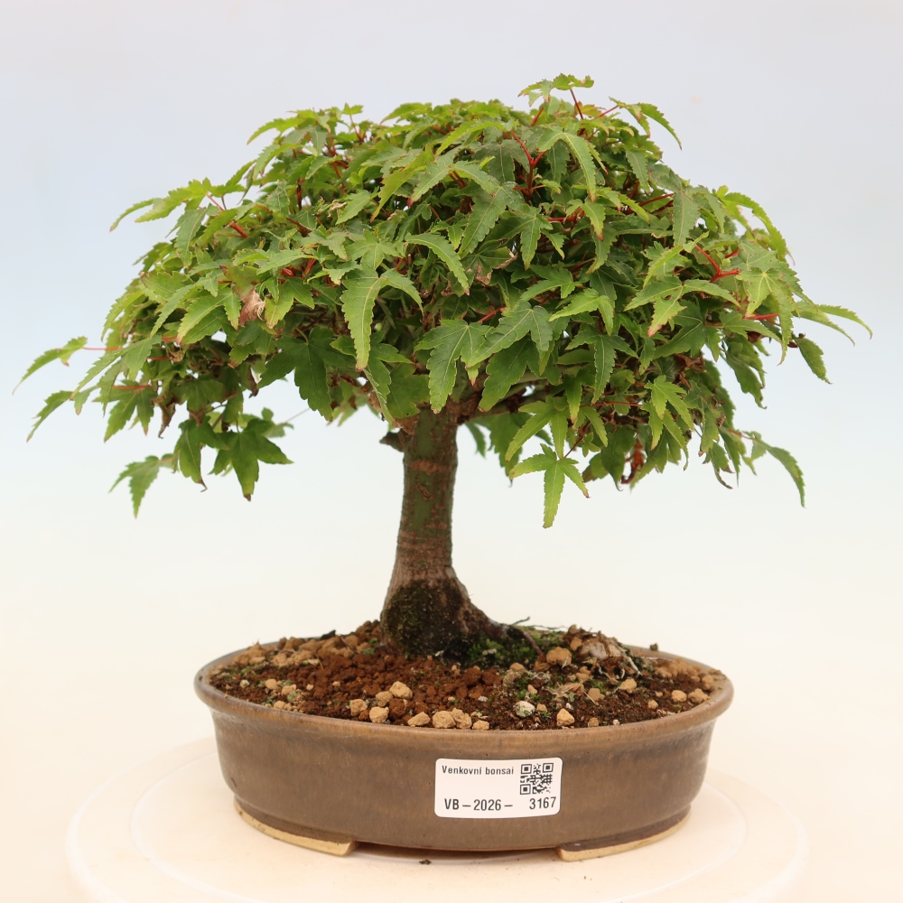 Acer palmatum KIOHIME - Acero palmato