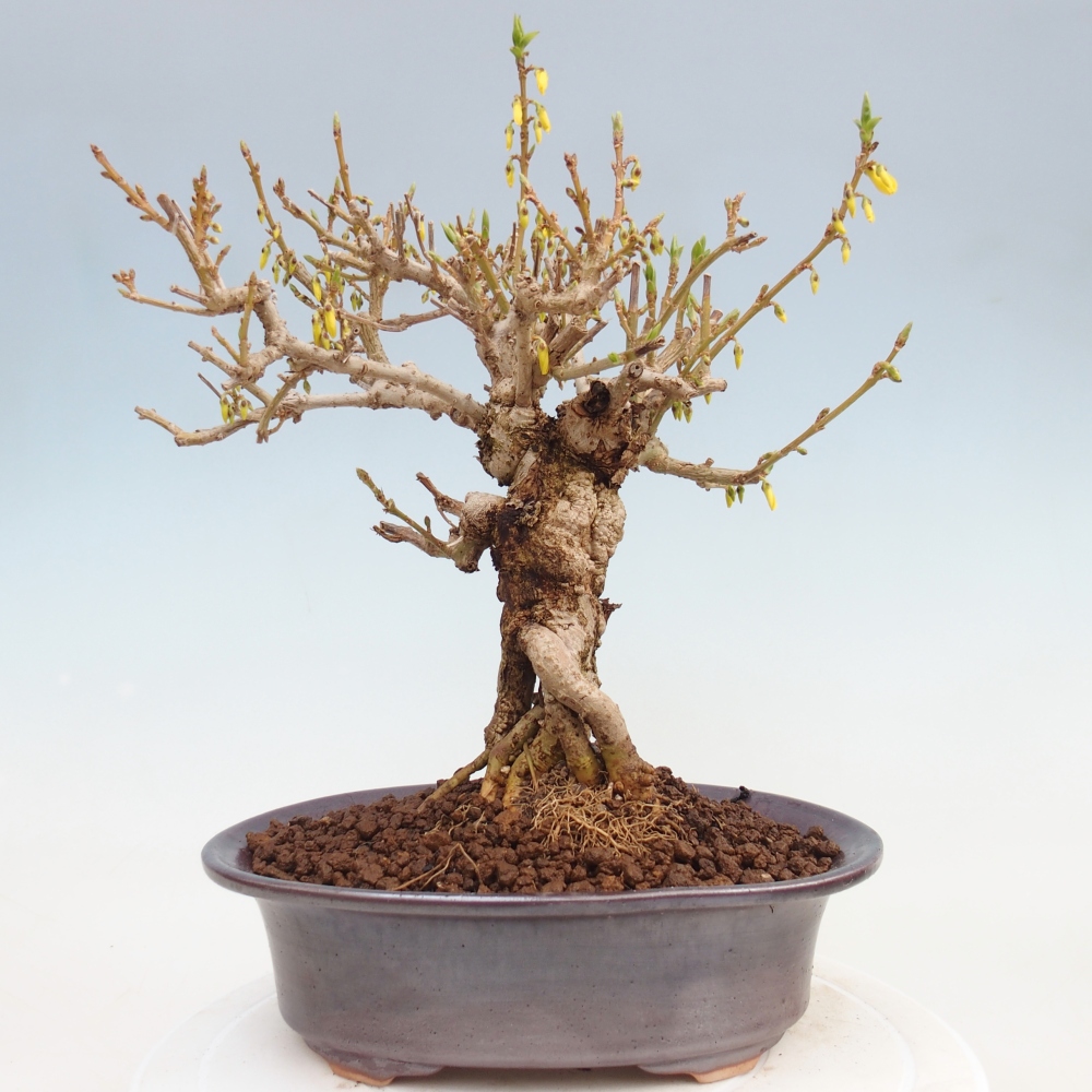 Bonsai da esterno - Zlatice - Forsythia koreana