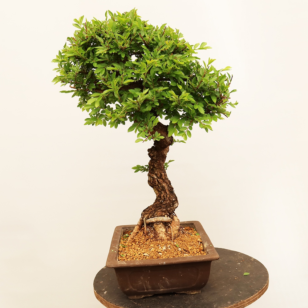 Bonsai da esterno - Zelkova - Zelkova NIRE