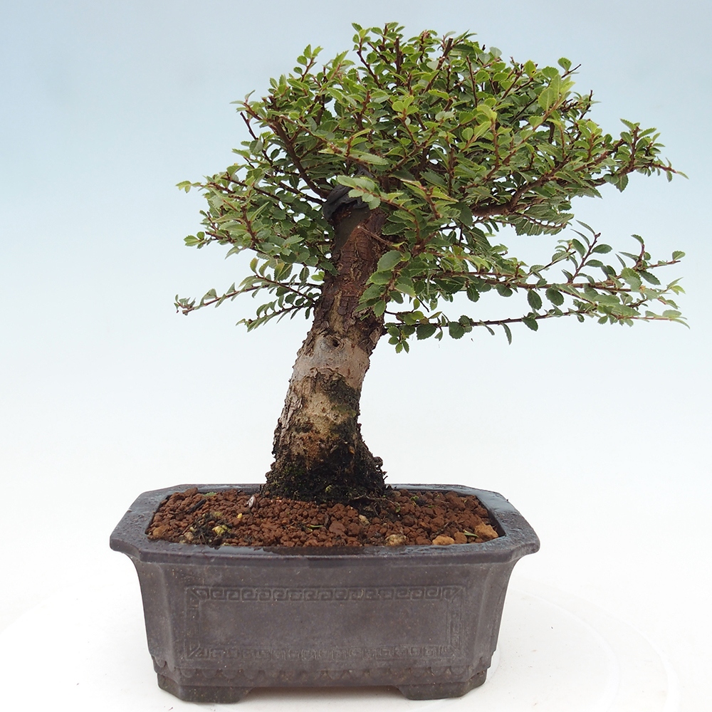 Bonsai da esterno - Ulmus parvifolia Hokkaido - Olmo cinese