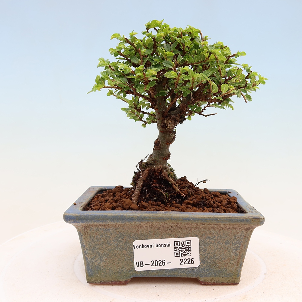 Bonsai da esterno - Ulmus parvifolia Sagei - Olmo a foglie piccole