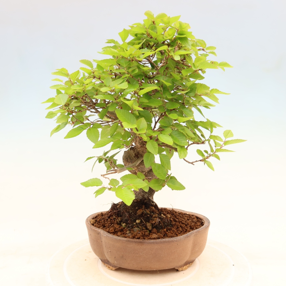 Bonsai da esterno -Carpinus Coreana - Carpino coreano