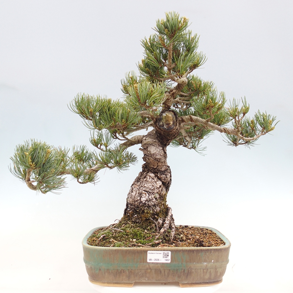 Bonsai da esterno - Pinus parviflora - Pinus parviflora