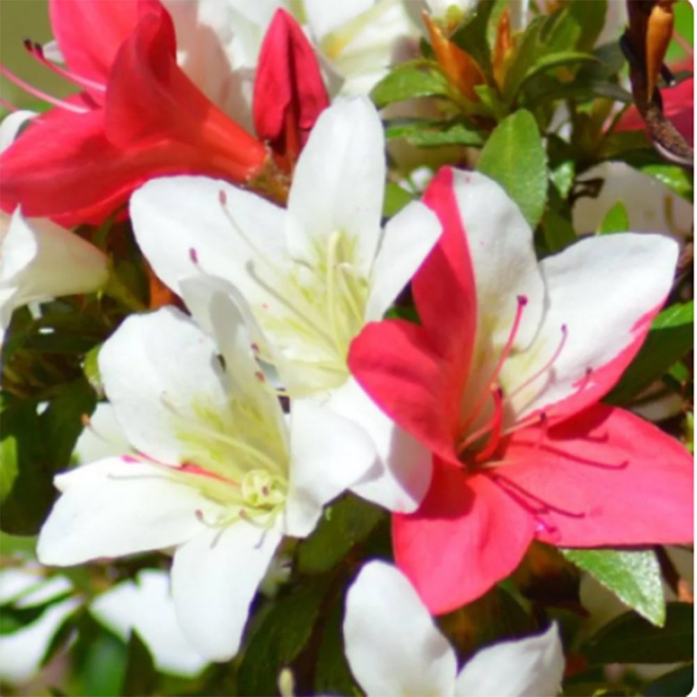 Bonsai da esterno - Azalea giapponese - Azalea CHIHIRO