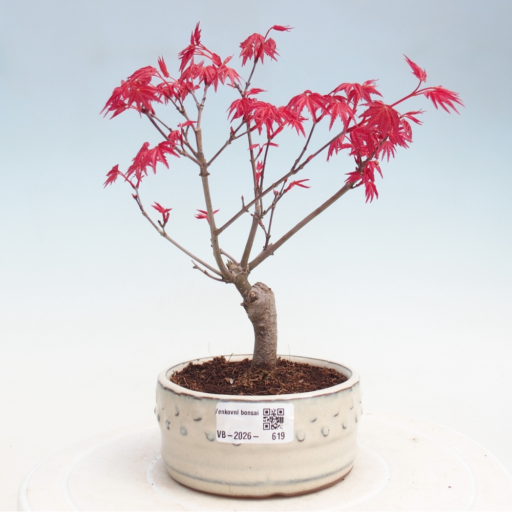 Bonsai da esterno - Acer palmatum DESHOJO