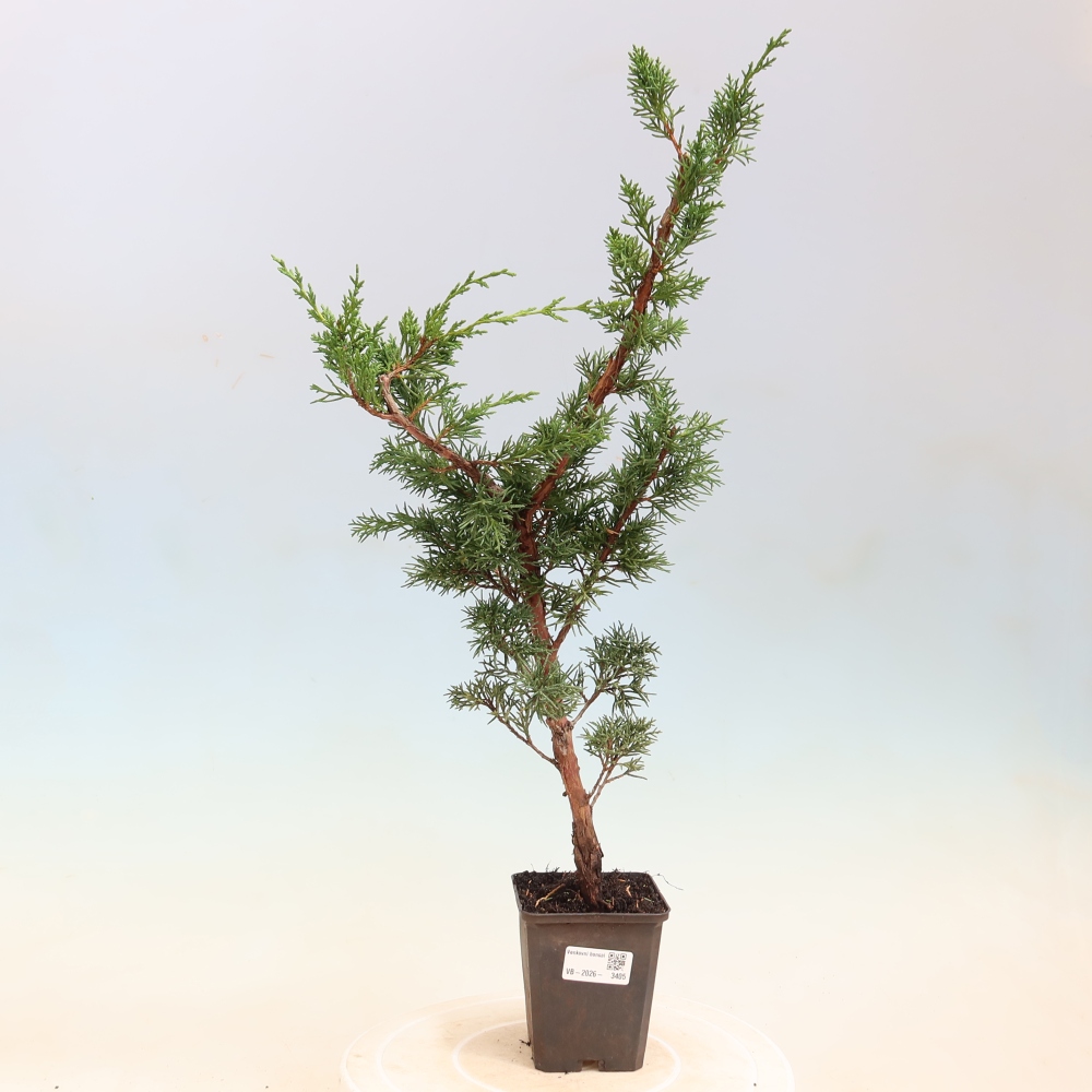 Bonsai da esterno - Juniperus chinensis Kishu