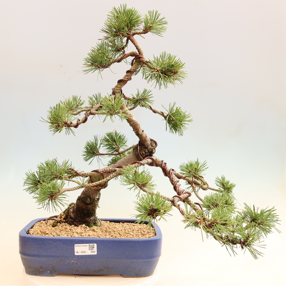 Bonsai da esterno - Pinus mugo Humpy  - Pino mugo