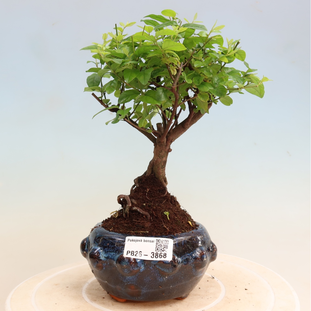 Camera bonsai - Sageretia thea - Sageretia thea