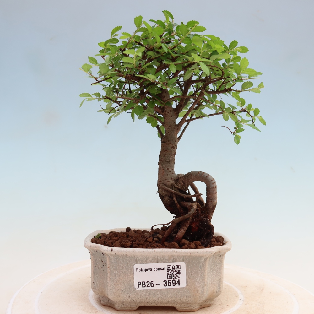 Camera bonsai - Ulmus parvifolia - Olmo a foglie piccole