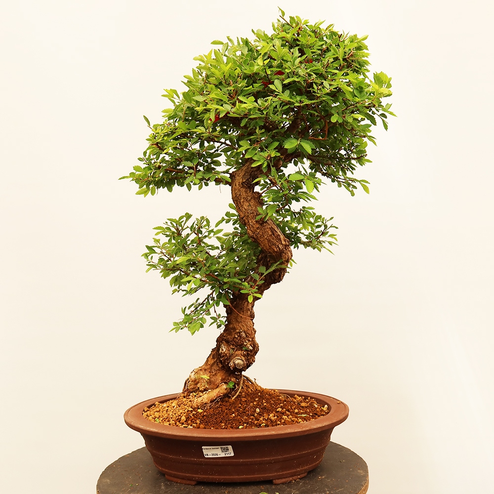 Bonsai da esterno - Zelkova - Zelkova NIRE