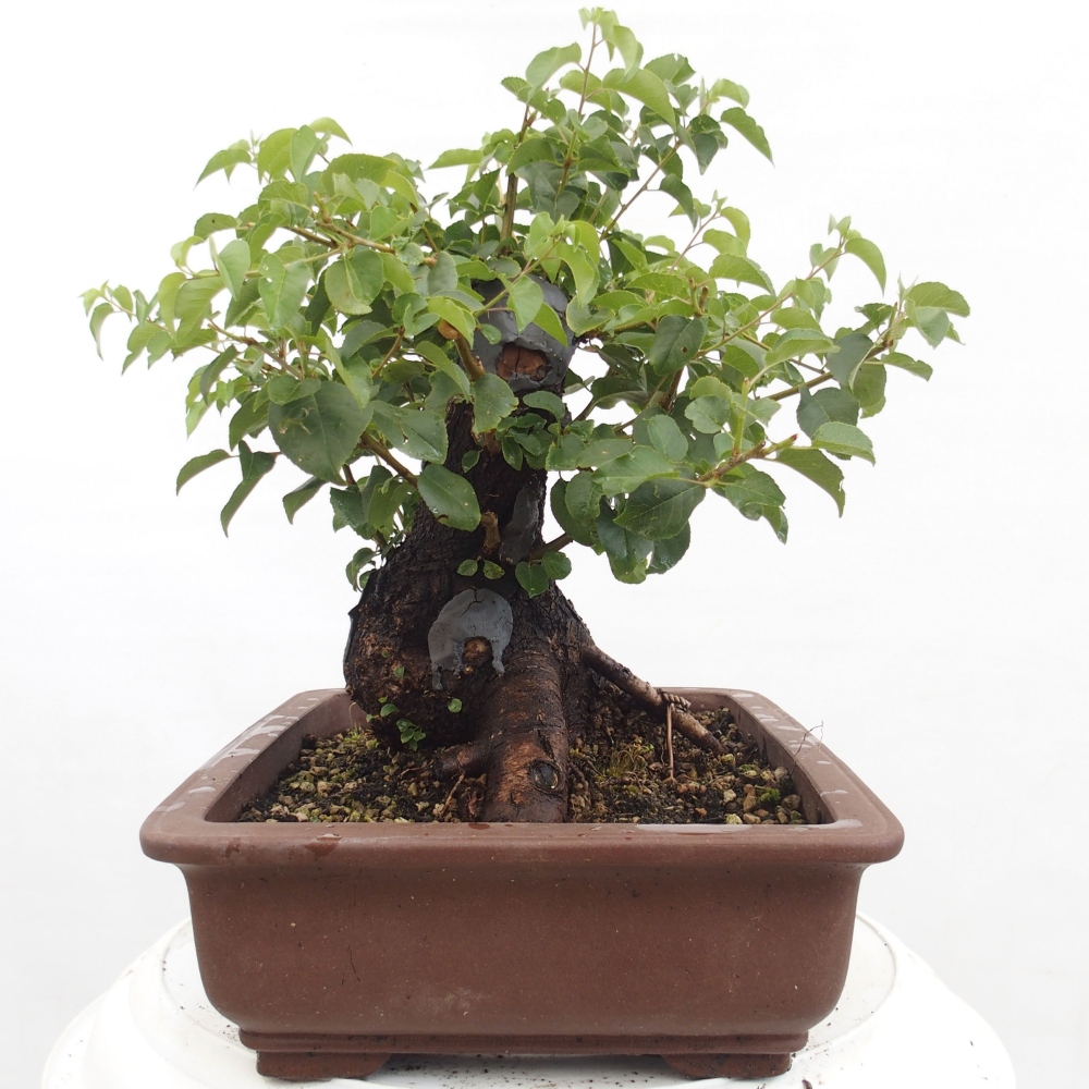 Bonsai da esterno - Mahalebka - Prunus mahaleb