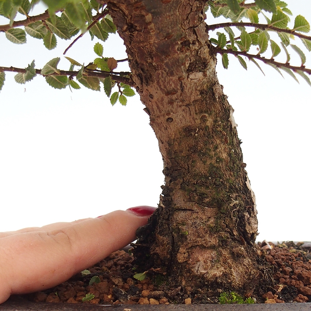 Bonsai da esterno - Ulmus parvifolia Hokkaido - Olmo cinese