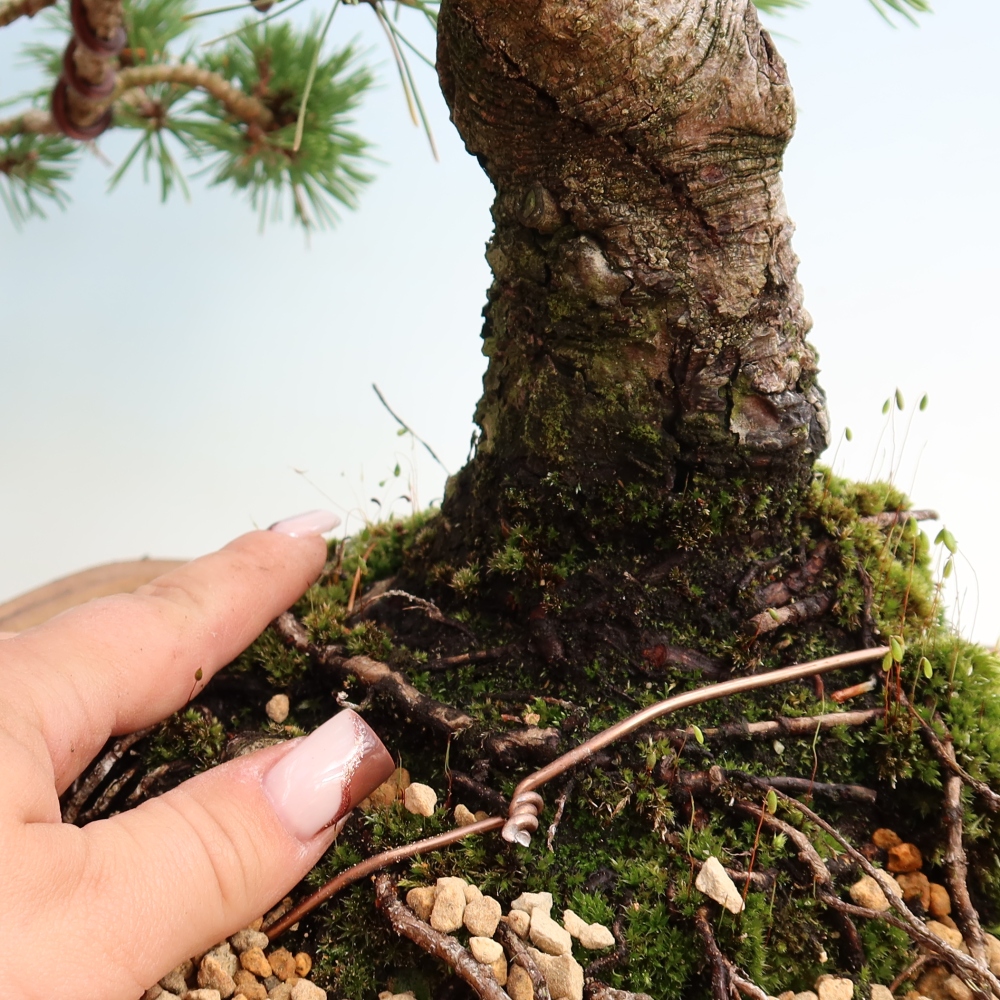 Bonsai da esterno - Pinus mugo Humpy  - Pino mugo