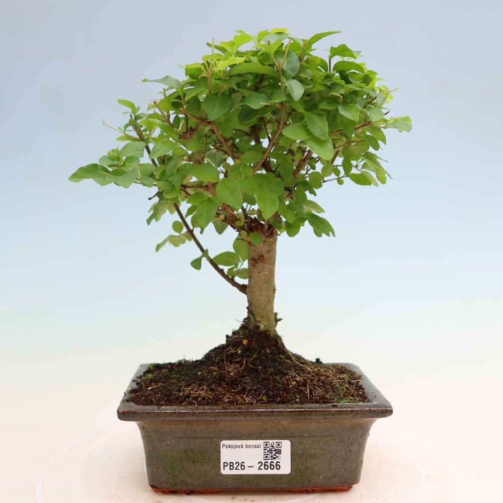 Camera bonsai -Ligustrum chinensis - Becco d'uccello