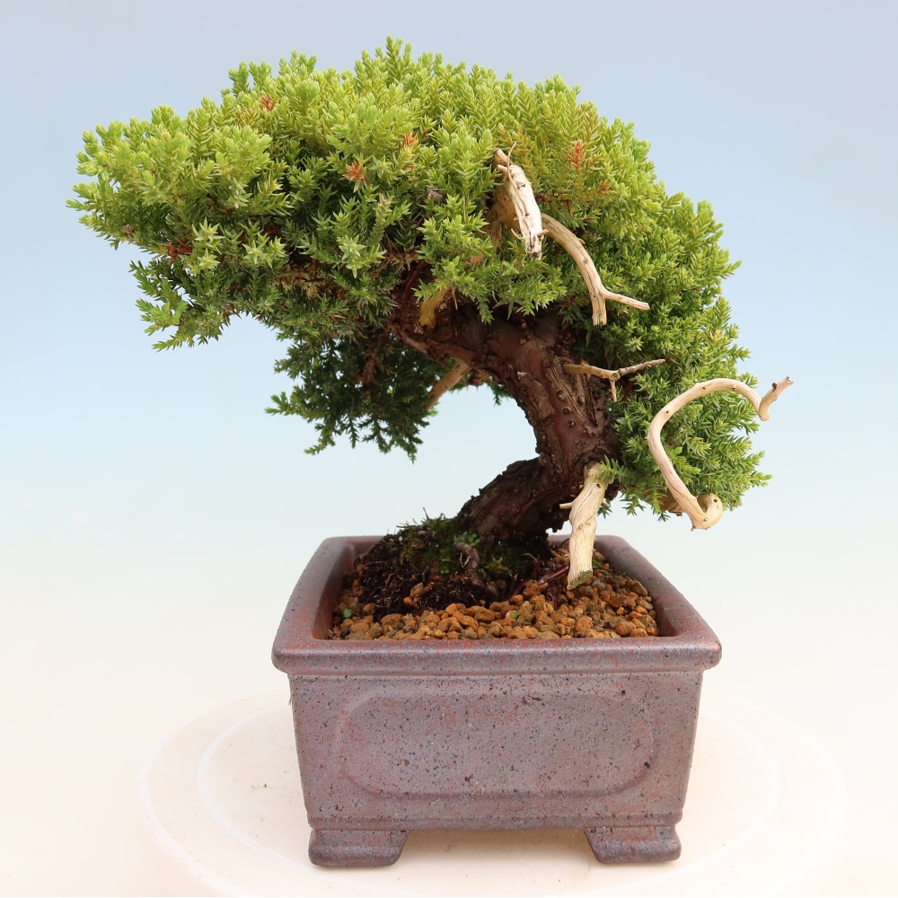 Bonsai da esterno - Juniperus procumbens - Juniperus procumbens